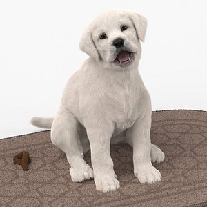 3D Labrador Retriever Puppy Pooped on the Mat Fur for Maya