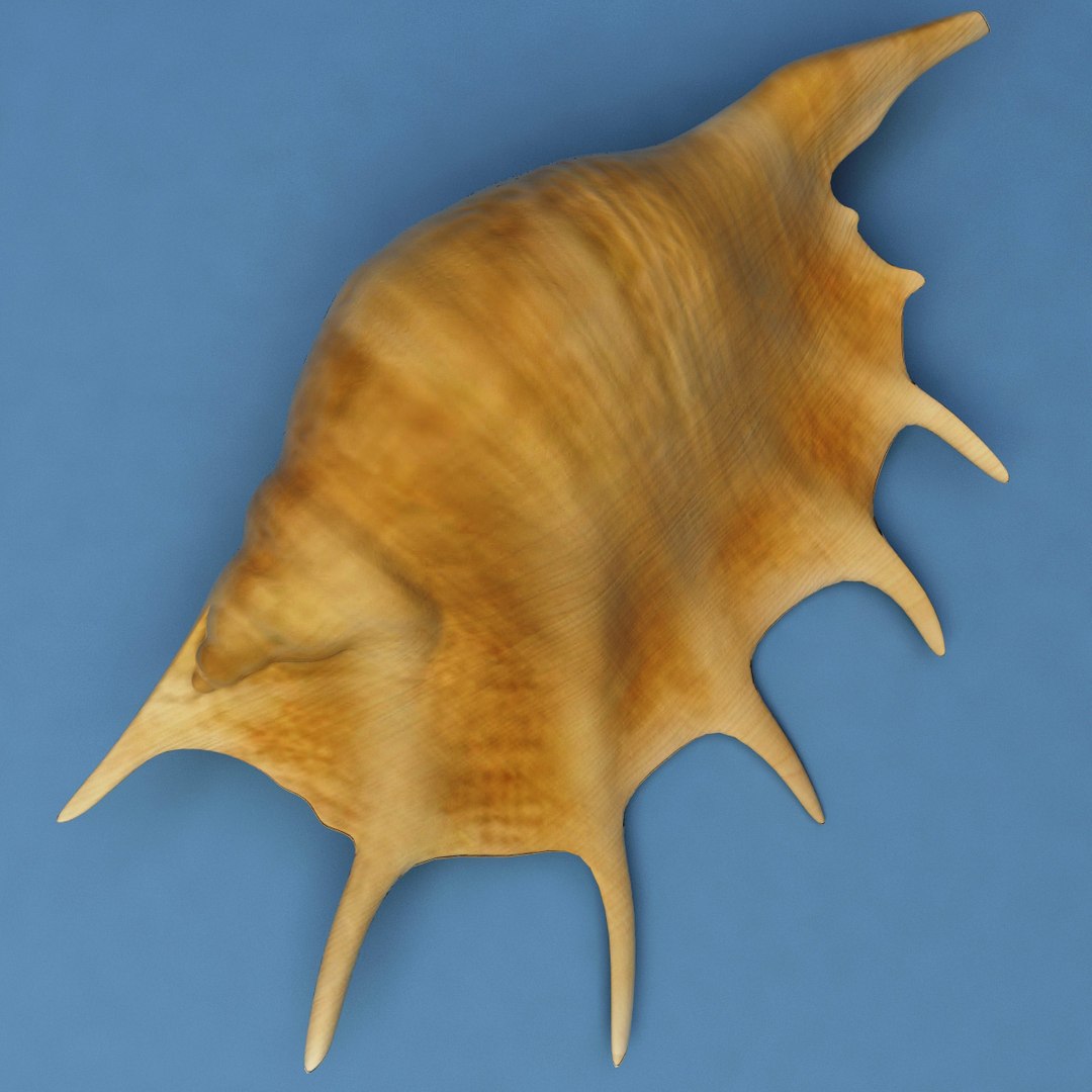 seashell lambis 3d max https://p.turbosquid.com/ts-thumb/Nh/FrXhis/9P9sonSf/seashell_lambis_lambis_04/jpg/1270307921/1920x1080/fit_q87/d12f7a8c408f66ee4baba0e7607257c61241fa4d/seashell_lambis_lambis_04.jpg