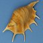 Seashell Lambis Lambis