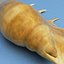 Seashell Lambis Lambis