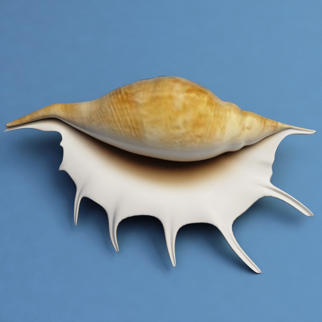 seashell lambis 3d max https://p.turbosquid.com/ts-thumb/Nh/FrXhis/KHtlpNqo/seashell_lambis_lambis_02/jpg/1270307921/1920x1080/fit_q87/d54fe7383c28eb08f48d774be34900db2124db3e/seashell_lambis_lambis_02.jpg
