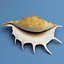 Seashell Lambis Lambis