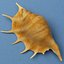 Seashell Lambis Lambis
