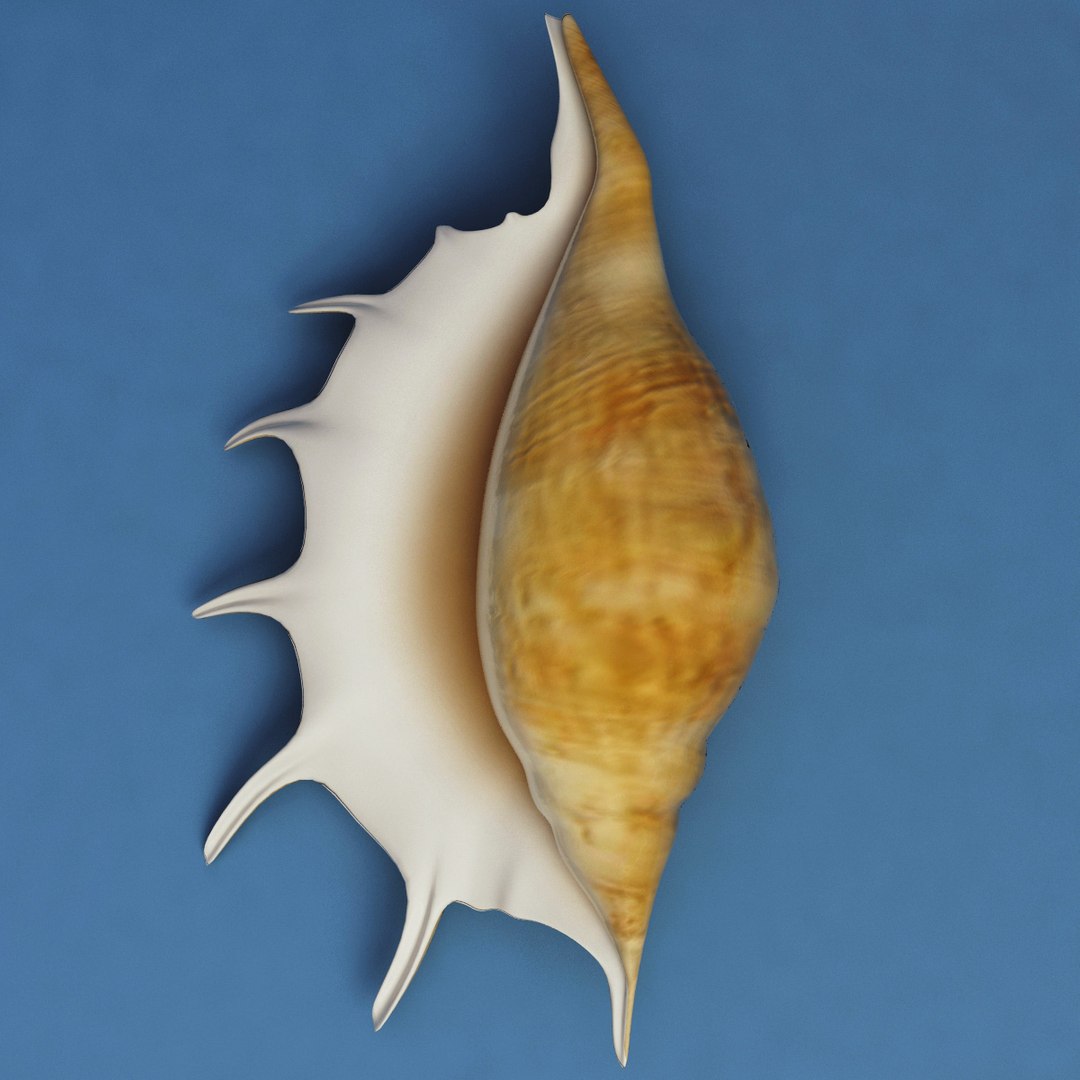 seashell lambis 3d max https://p.turbosquid.com/ts-thumb/Nh/FrXhis/erOy5Ub0/seashell_lambis_lambis_01/jpg/1270307921/1920x1080/fit_q87/9f85ad2838455be8fc267217d8823306bef49c4b/seashell_lambis_lambis_01.jpg