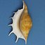 Seashell Lambis Lambis