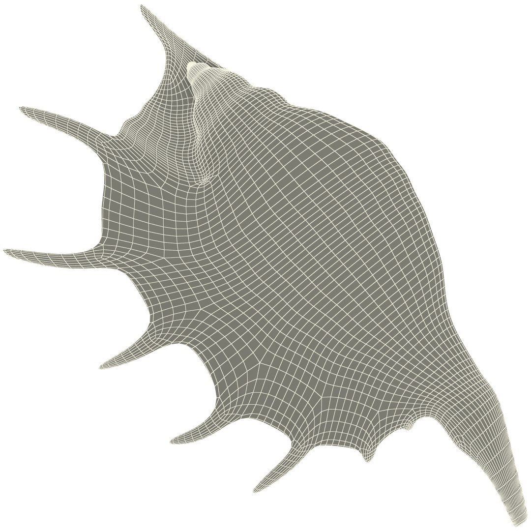 seashell lambis 3d max https://p.turbosquid.com/ts-thumb/Nh/FrXhis/kSpRp7vM/seashell_lambis_lambis_10/jpg/1270307922/1920x1080/fit_q87/ad74193604a303e71fc717bf80f457b0277a2fe8/seashell_lambis_lambis_10.jpg