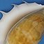 Seashell Lambis Lambis