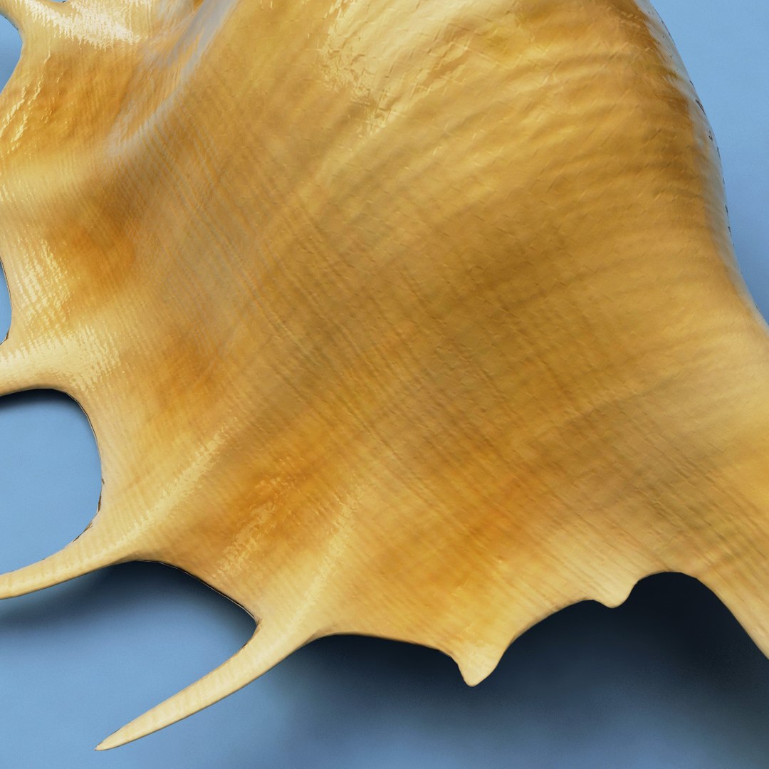 seashell lambis 3d max https://p.turbosquid.com/ts-thumb/Nh/FrXhis/w5XHBOTr/seashell_lambis_lambis_08/jpg/1270307922/1920x1080/fit_q87/32fedb5db079cc10fdd14f5c625d8e8291b98c59/seashell_lambis_lambis_08.jpg
