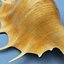 Seashell Lambis Lambis