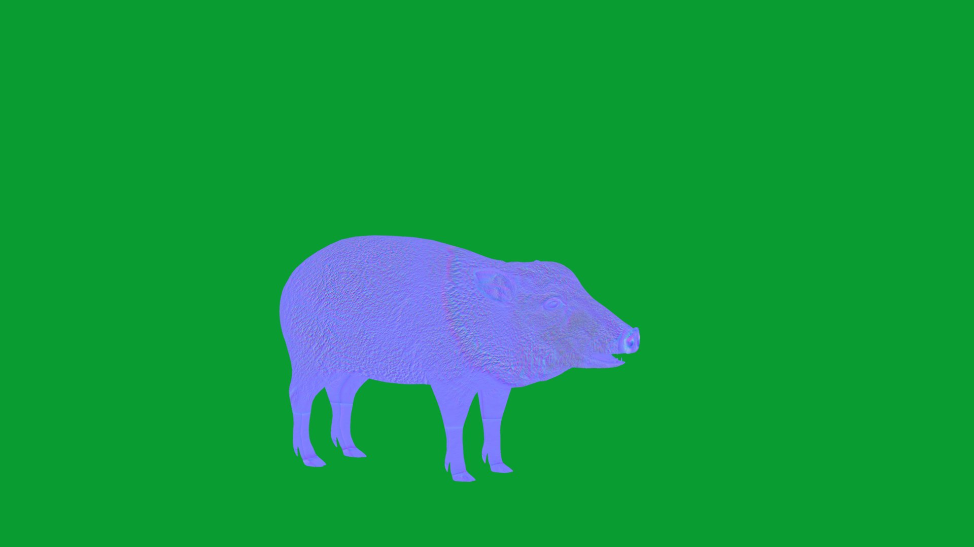 Chacoan Peccary Pig 3D model https://p.turbosquid.com/ts-thumb/Nh/UGSEVp/3j/chacoan_peccary_endangered13/png/1783477421/1920x1080/fit_q87/0b635b9b54aeb7ef08278a7d7cade160dbc3f332/chacoan_peccary_endangered13.jpg