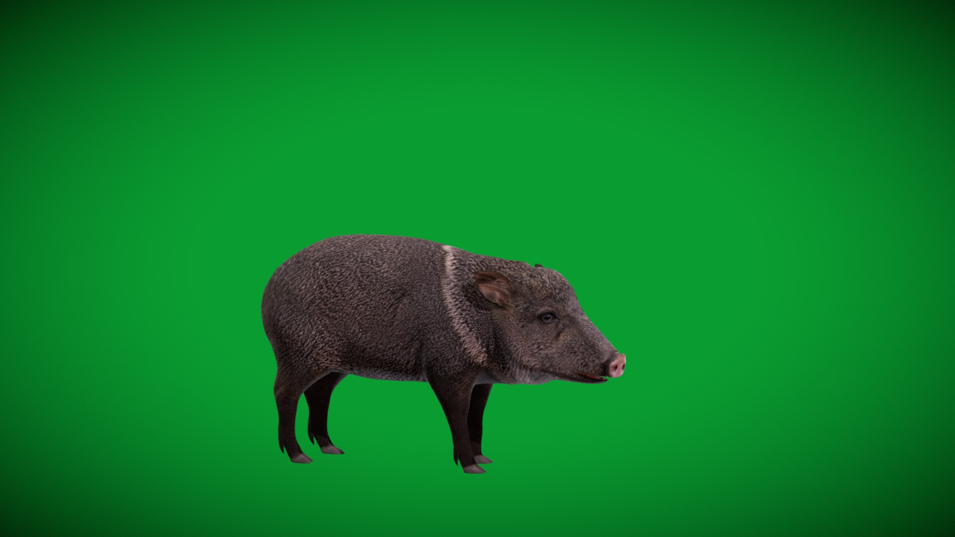 Chacoan Peccary Pig 3D model https://p.turbosquid.com/ts-thumb/Nh/UGSEVp/5v/chacoan_peccary_endangered3/png/1783477414/1920x1080/fit_q87/ed498e6213645b742656ca65ec8fb671a64c996c/chacoan_peccary_endangered3.jpg