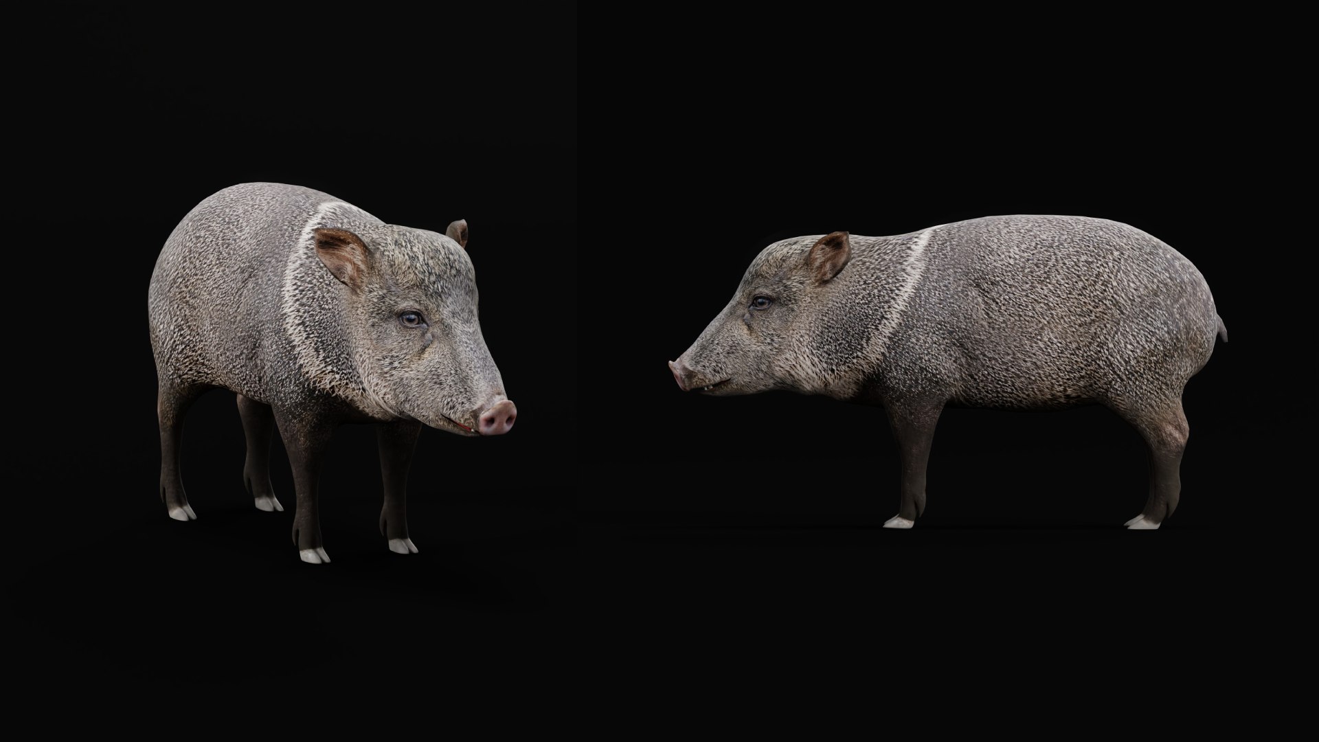 Chacoan Peccary Pig 3D model https://p.turbosquid.com/ts-thumb/Nh/UGSEVp/9E/chacoan_peccary_endangered5/png/1783477414/1920x1080/fit_q87/36f559a55538143336fbcfec0c87515772d68d55/chacoan_peccary_endangered5.jpg