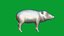 Cochon pécari du Chaco
