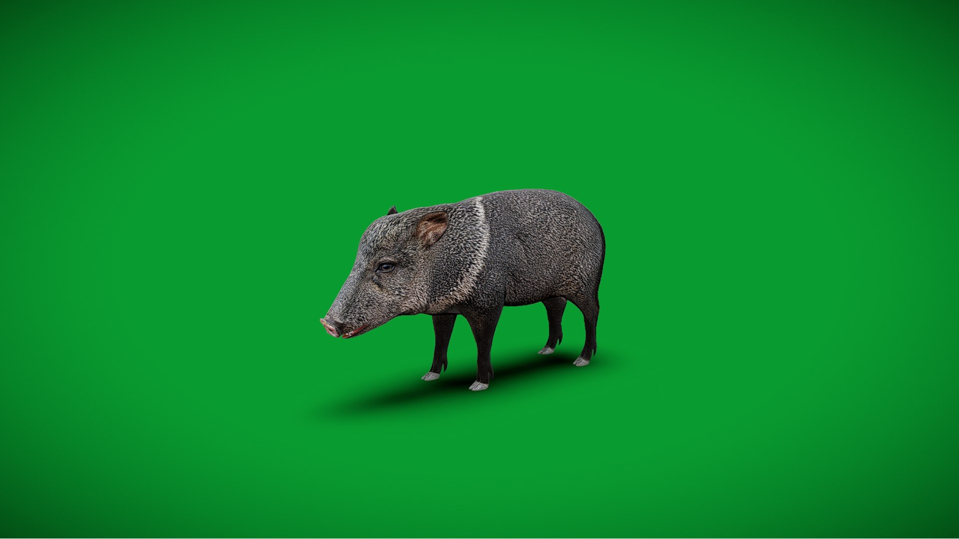 Chacoan Peccary Pig 3D model https://p.turbosquid.com/ts-thumb/Nh/UGSEVp/Aa/screenshot_20260708_084022/jpg/1783477401/1920x1080/fit_q87/bf34ef36b6f7abca6ff1091aeb72330f54d0ba24/screenshot_20260708_084022.jpg