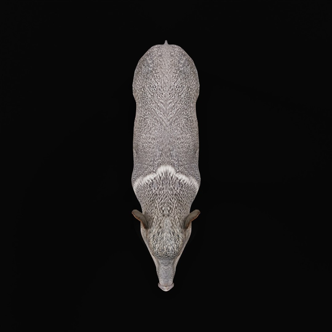 Chacoan Peccary Pig 3D model https://p.turbosquid.com/ts-thumb/Nh/UGSEVp/Gq/chacoan_peccary_ao_0002/jpg/1783477406/1920x1080/fit_q87/8ee34fbb2e2cf60882fbfef44761f0127e3d391b/chacoan_peccary_ao_0002.jpg