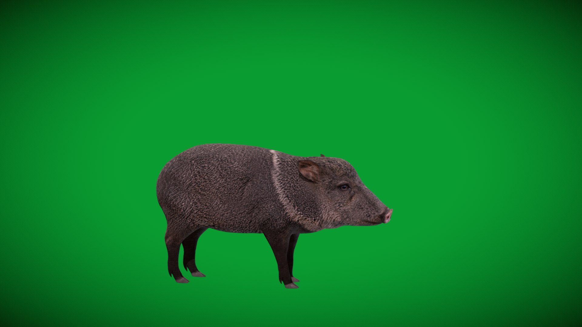 Chacoan Peccary Pig 3D model https://p.turbosquid.com/ts-thumb/Nh/UGSEVp/HS/chacoan_peccary_endangered1/png/1783477410/1920x1080/fit_q87/4e877a21e8c1b5ec7b45c886fa8fd7a8b408e720/chacoan_peccary_endangered1.jpg