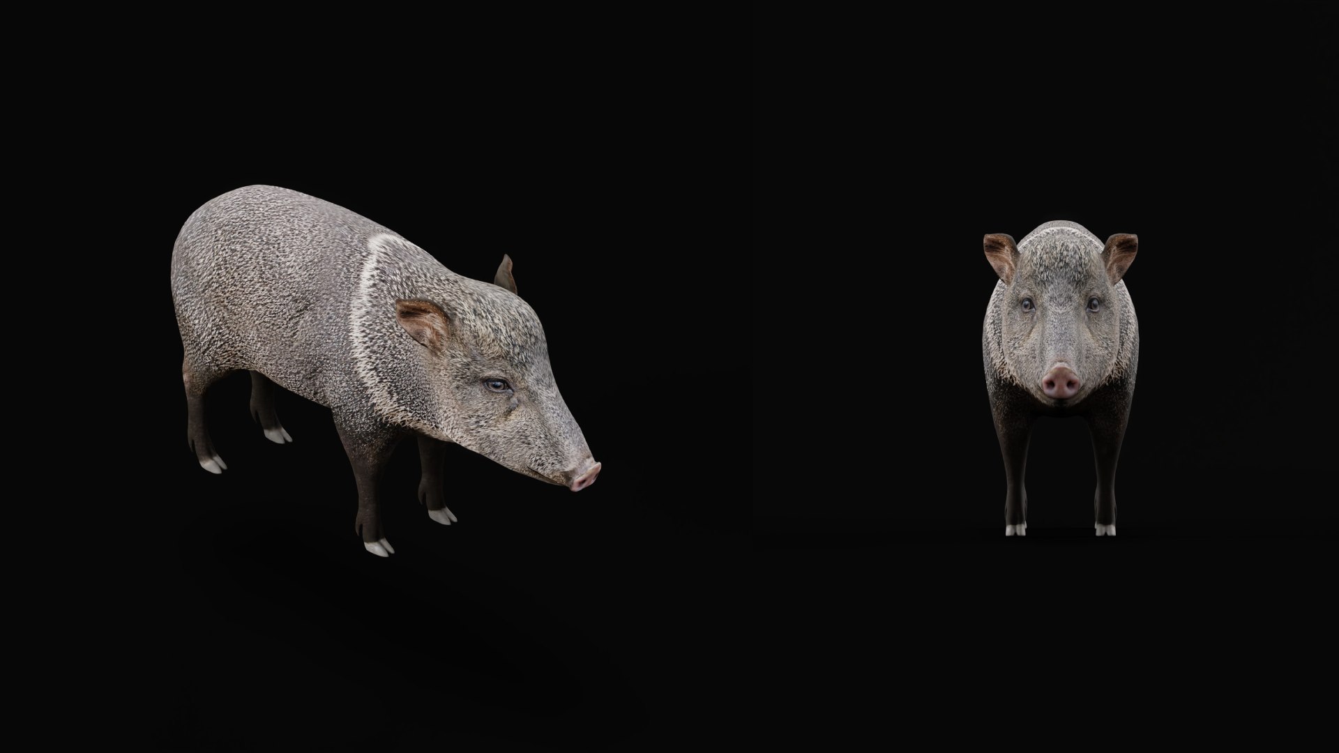 Chacoan Peccary Pig 3D model https://p.turbosquid.com/ts-thumb/Nh/UGSEVp/L6/chacoan_peccary_endangered12/png/1783477420/1920x1080/fit_q87/c83f84a58aaeda6afc192cbd564b8f70cf84c619/chacoan_peccary_endangered12.jpg