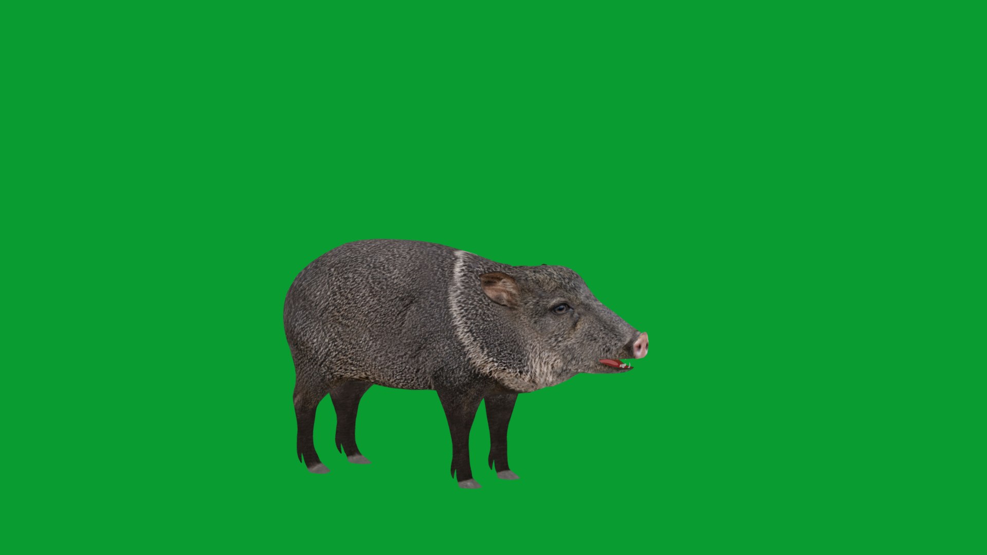 Chacoan Peccary Pig 3D model https://p.turbosquid.com/ts-thumb/Nh/UGSEVp/R9/chacoan_peccary_endangered11/png/1783477419/1920x1080/fit_q87/4e7c6dc3010cc1175afbad35964244439abf9a42/chacoan_peccary_endangered11.jpg