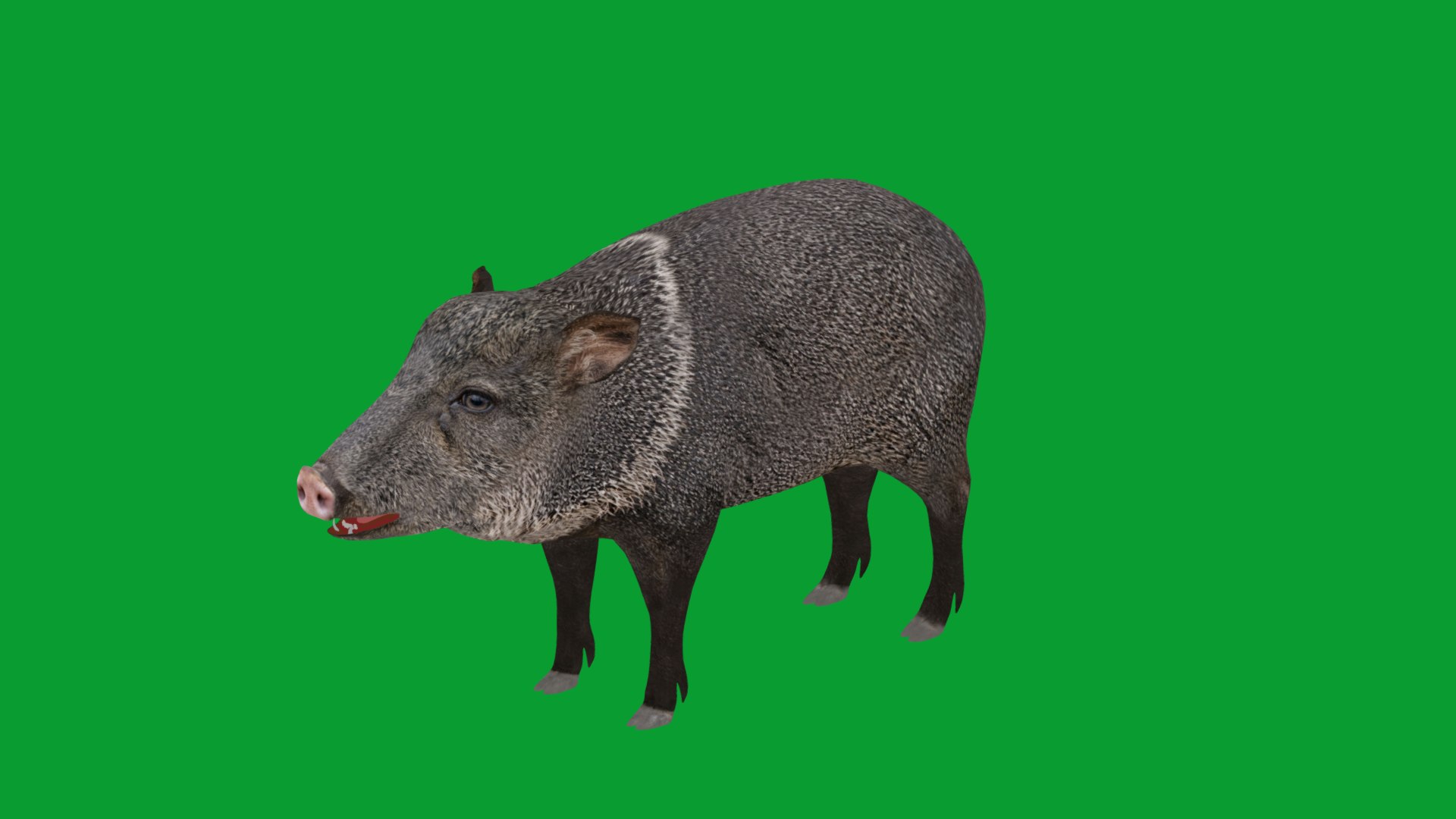 Chacoan Peccary Pig 3D model https://p.turbosquid.com/ts-thumb/Nh/UGSEVp/RW/chacoan_peccary_endangered30/png/1783477435/1920x1080/fit_q87/59030a04a433880caca377e10f2234fda2720292/chacoan_peccary_endangered30.jpg