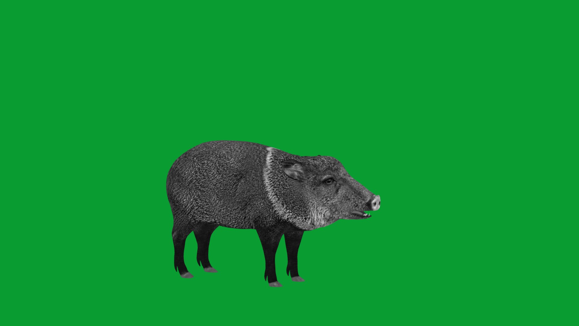 Chacoan Peccary Pig 3D model https://p.turbosquid.com/ts-thumb/Nh/UGSEVp/vM/chacoan_peccary_endangered15/png/1783477422/1920x1080/fit_q87/6d3b1863af95460bac7b5aa365879ca6315b3661/chacoan_peccary_endangered15.jpg