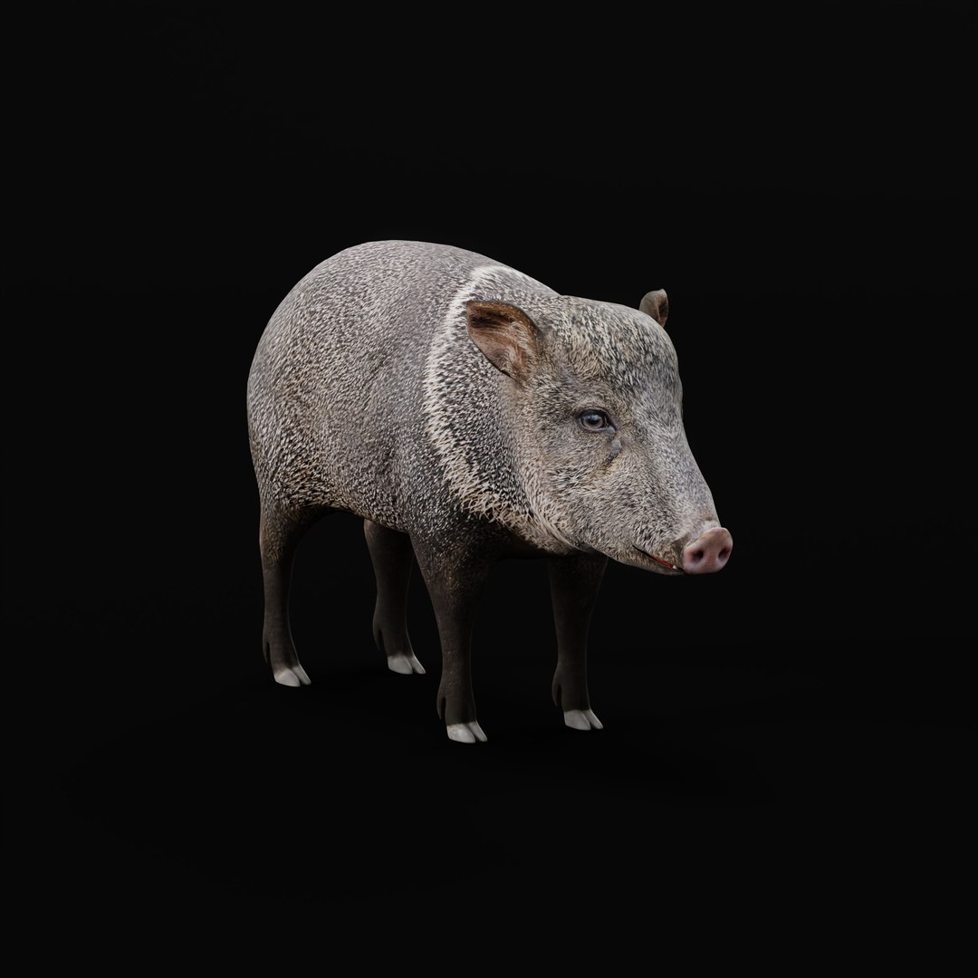 Chacoan Peccary Pig 3D model https://p.turbosquid.com/ts-thumb/Nh/UGSEVp/zE/chacoan_peccary_ao/jpg/1783477404/1920x1080/fit_q87/565687ebb6303bd2e100c35e1cce3cb70e4d6b0e/chacoan_peccary_ao.jpg