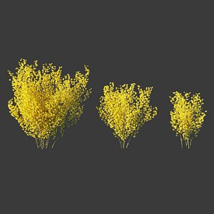 Forsythia intermedia collection