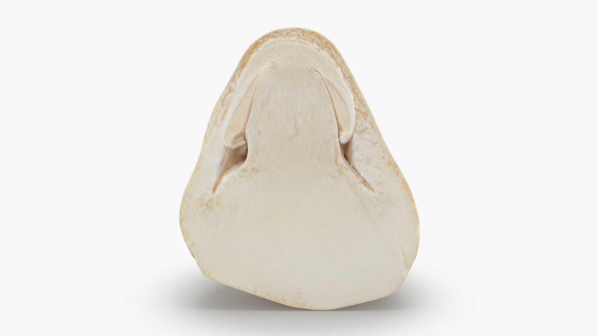 Straw Mushroom Collection model https://p.turbosquid.com/ts-thumb/Nh/i1rX46/ap/strawmushroomhalf_01/jpg/1655643928/1920x1080/turn_fit_q99/53c22a23cb7014c9ffb8291a25689d26cd01b316/strawmushroomhalf_01-1.jpg
