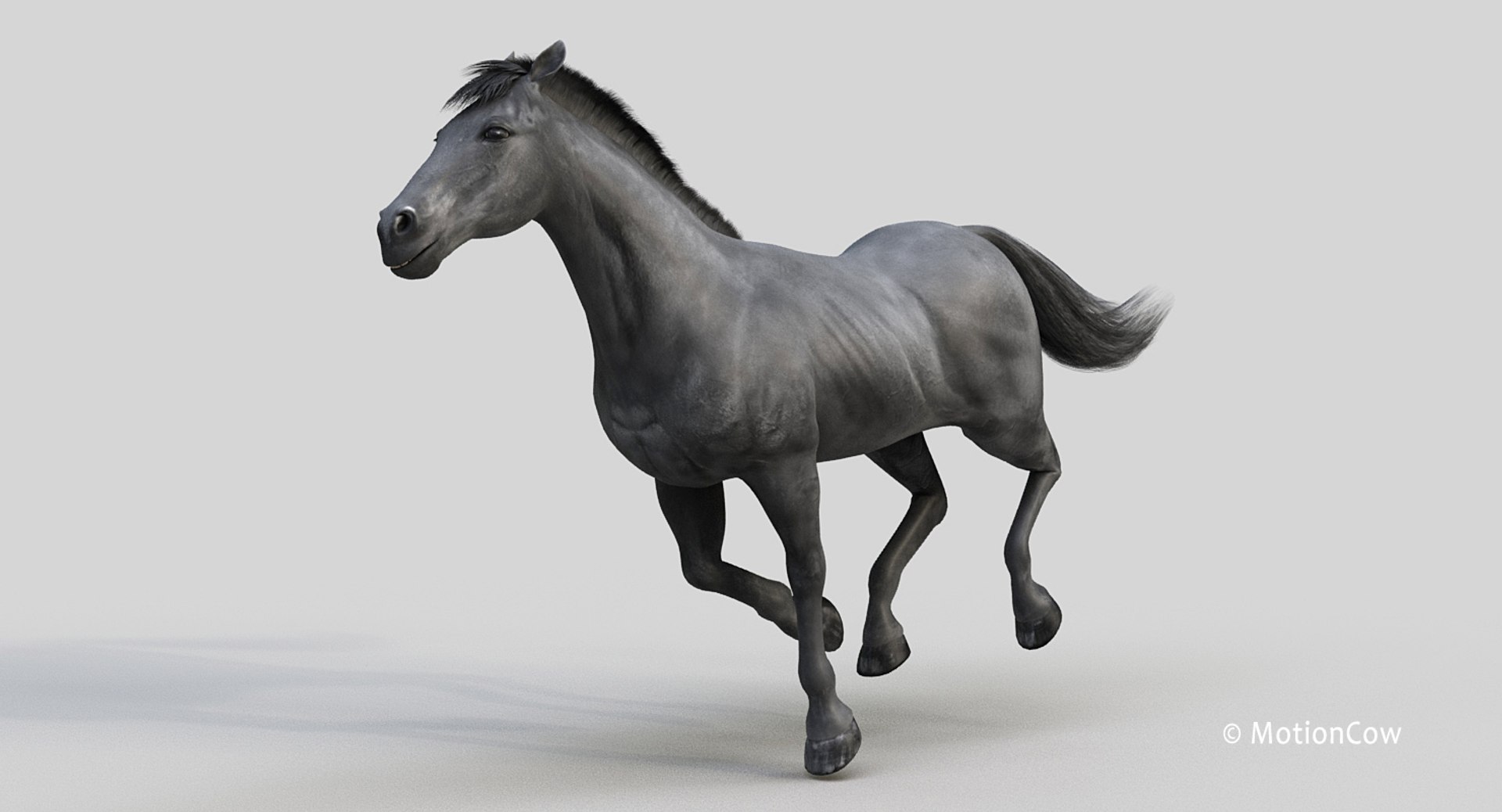 horse pro black animations 3D model https://p.turbosquid.com/ts-thumb/Nh/ij0e3D/KdEWldkN/black_horse_proc/jpg/1556773879/1920x1080/fit_q87/8edbcba70d2880e95a9418258a61810f462e8388/black_horse_proc.jpg