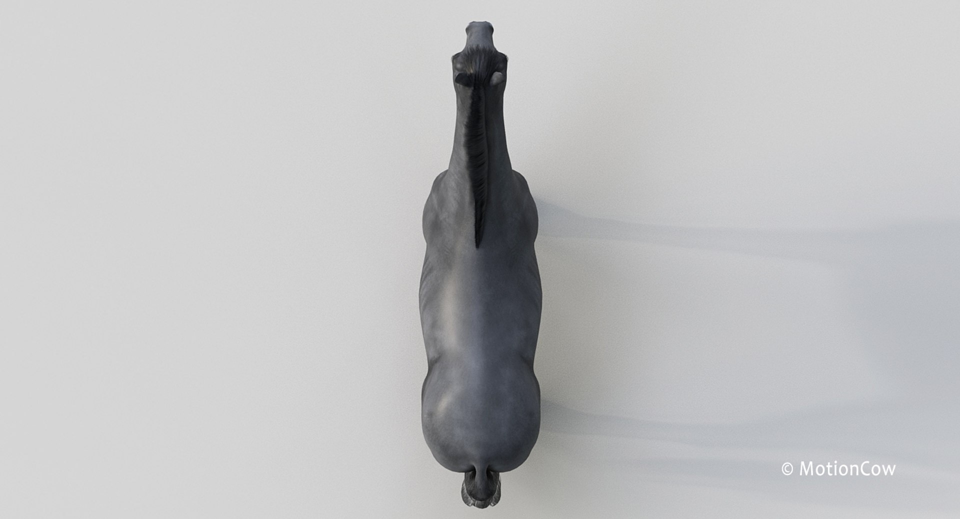 horse pro black animations 3D model https://p.turbosquid.com/ts-thumb/Nh/ij0e3D/mXjFBZDO/black_horse_proj3/jpg/1556773880/1920x1080/fit_q87/7cba00999fac4889095e036e25166145091734e8/black_horse_proj3.jpg