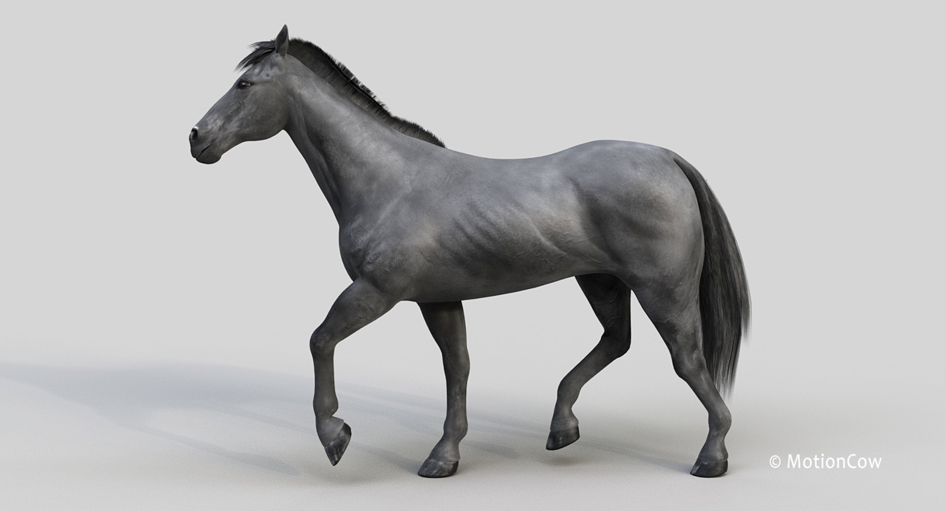horse pro black animations 3D model https://p.turbosquid.com/ts-thumb/Nh/ij0e3D/uh5n02ue/black_horse_prod2/jpg/1556773879/1920x1080/fit_q87/84118fcbad4ec775958f5d4b7e2ec0a2f713fa24/black_horse_prod2.jpg