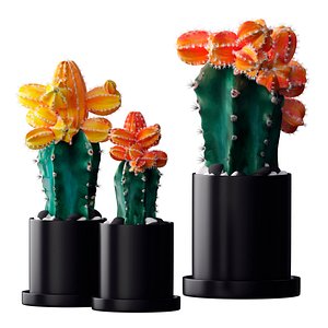 3D flowers cactus
