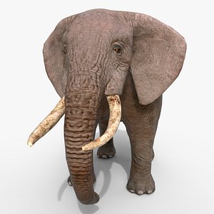 3D Elephant African Lowpoly model