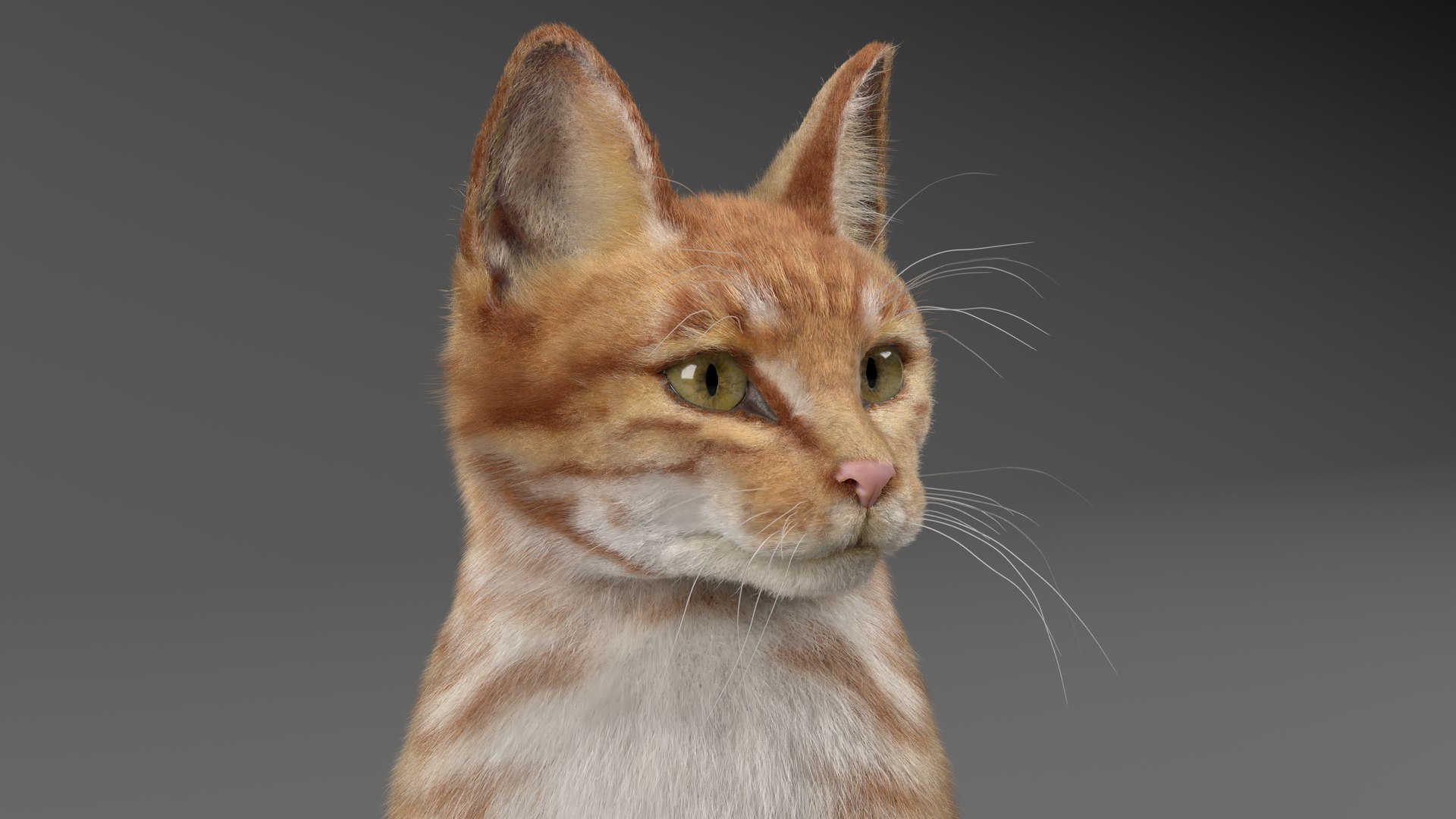 3D Cat Red Tabby - TurboSquid 1935587