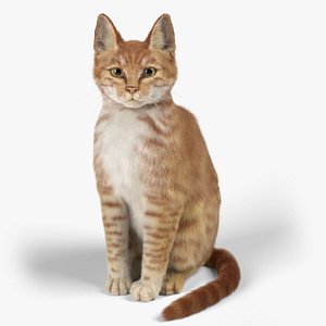 Cat Red Tabby
