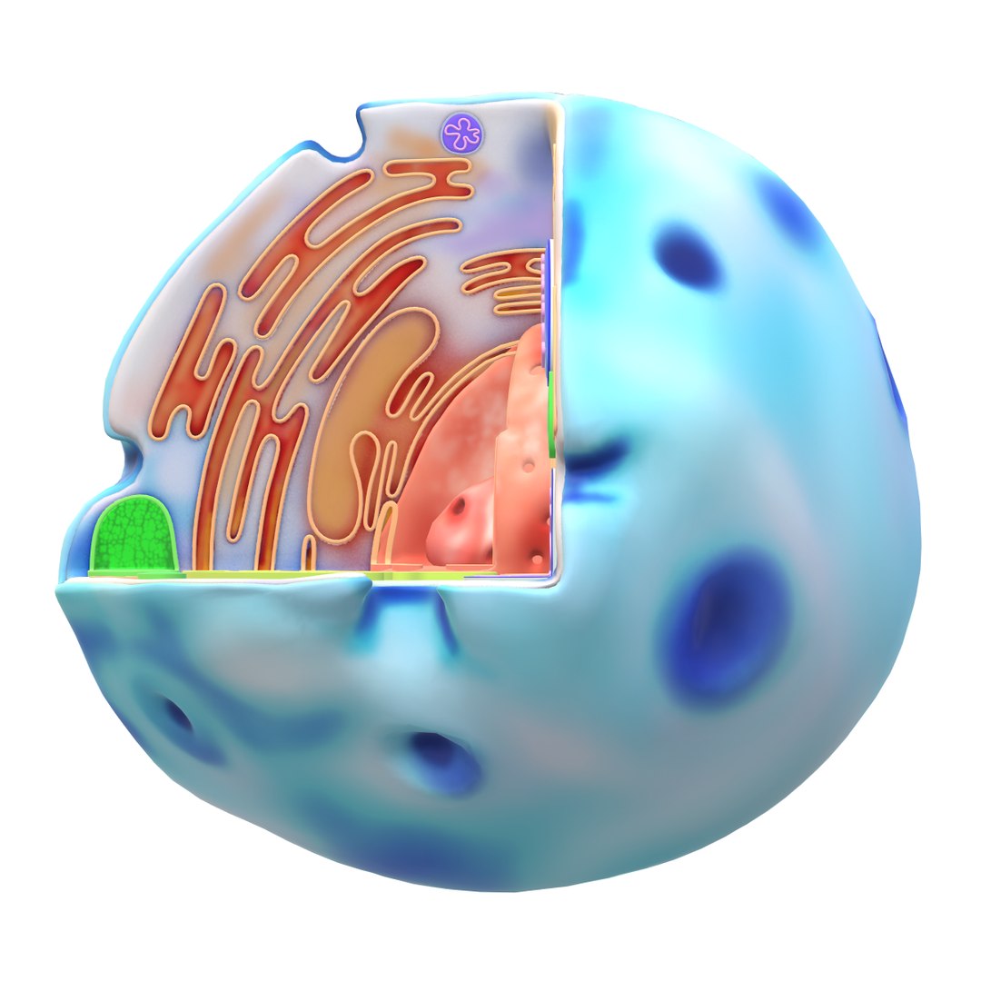 3D Human Cell Model - TurboSquid 2321512