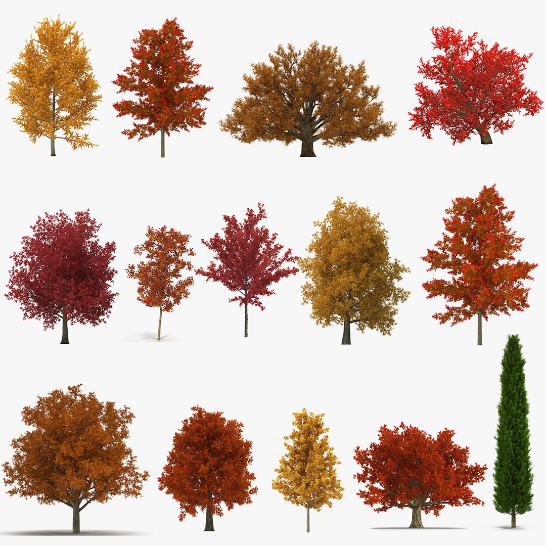 Autumn Trees 3D Models Collection 2 3D model for industrial visualization, technical presentation, simulation, product rendering, and animation