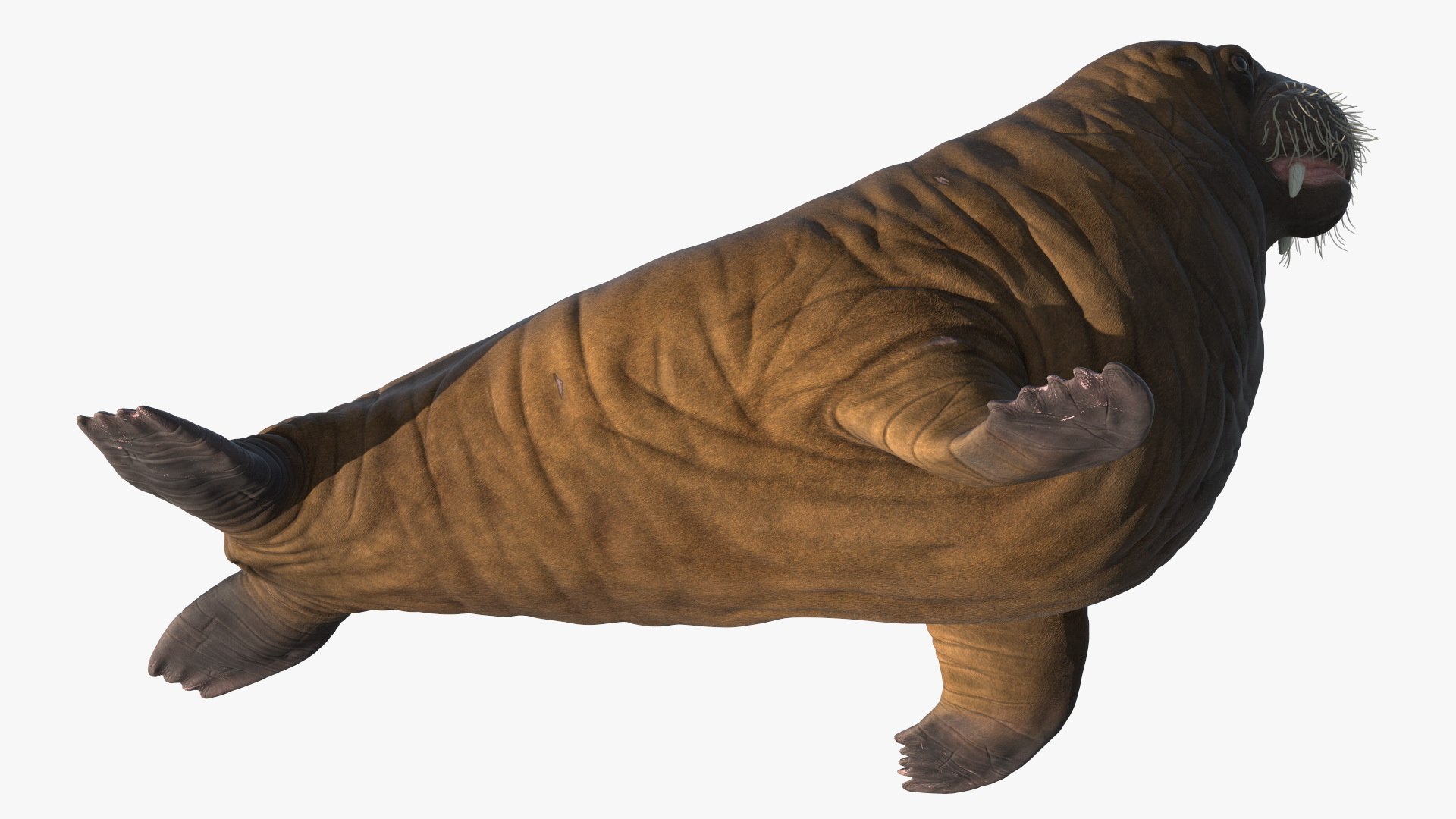 3D Walking Young Walrus Model - TurboSquid 2402459