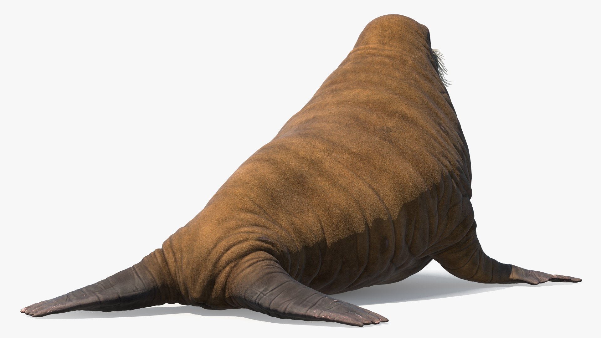 3D Walking Young Walrus Model - TurboSquid 2402459