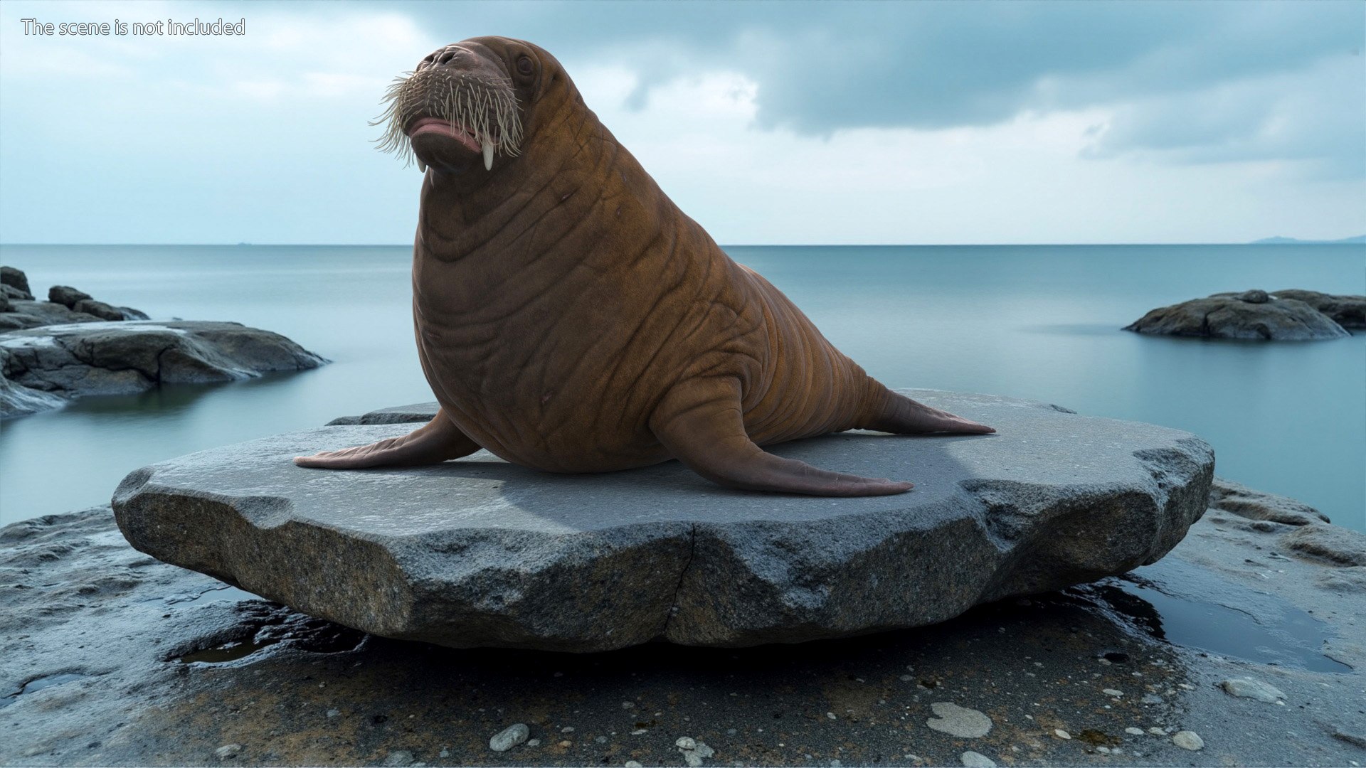 3D Walking Young Walrus Model - TurboSquid 2402459