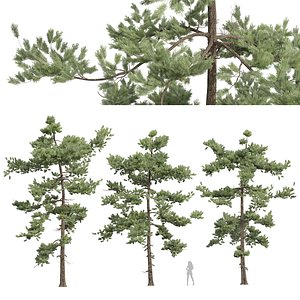 3D New Plant High detail Pinus Echinata03 model