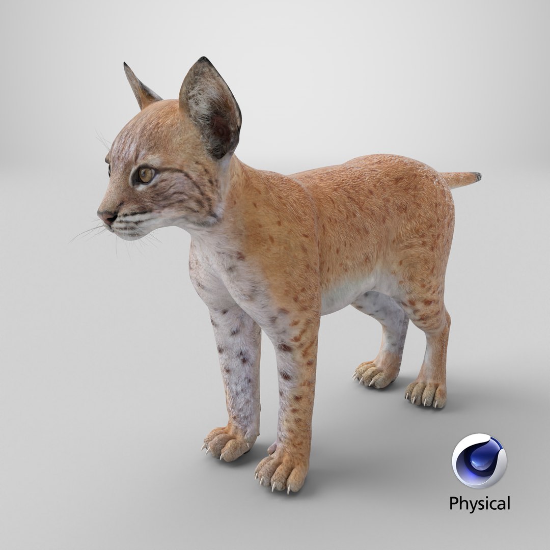 Lynx Cub 3D https://p.turbosquid.com/ts-thumb/Ni/KTDWjG/72/stemcell_cinema_4d_physical_render/png/1744378242/1920x1080/fit_q87/aaf4774ad6ae420358826c51ef0bcdb23bd676af/stemcell_cinema_4d_physical_render.jpg