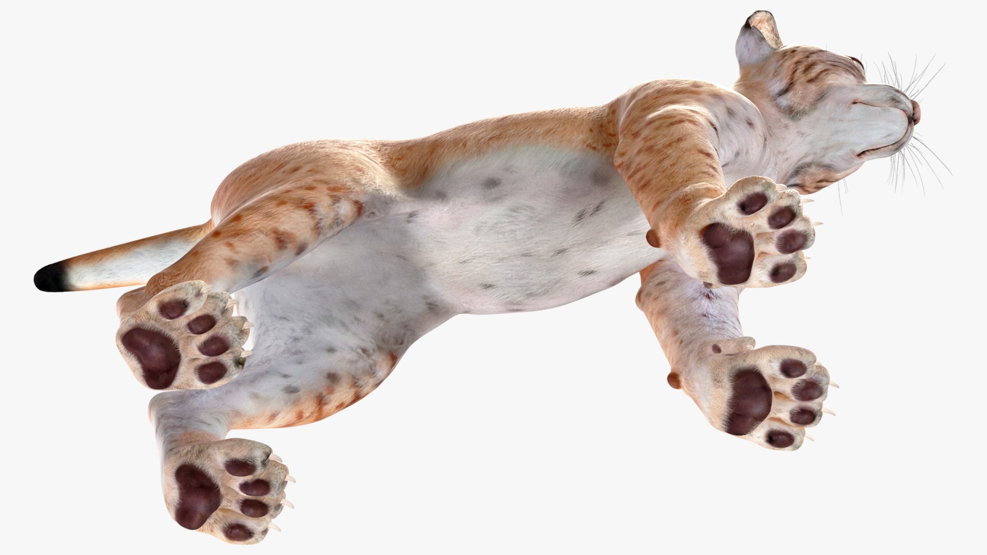 Lynx Cub 3D https://p.turbosquid.com/ts-thumb/Ni/KTDWjG/9B/lynx_cub_010/jpg/1740006992/1920x1080/fit_q87/5a410cae431bd3b5df9ef7931213b2048e51f55e/lynx_cub_010.jpg