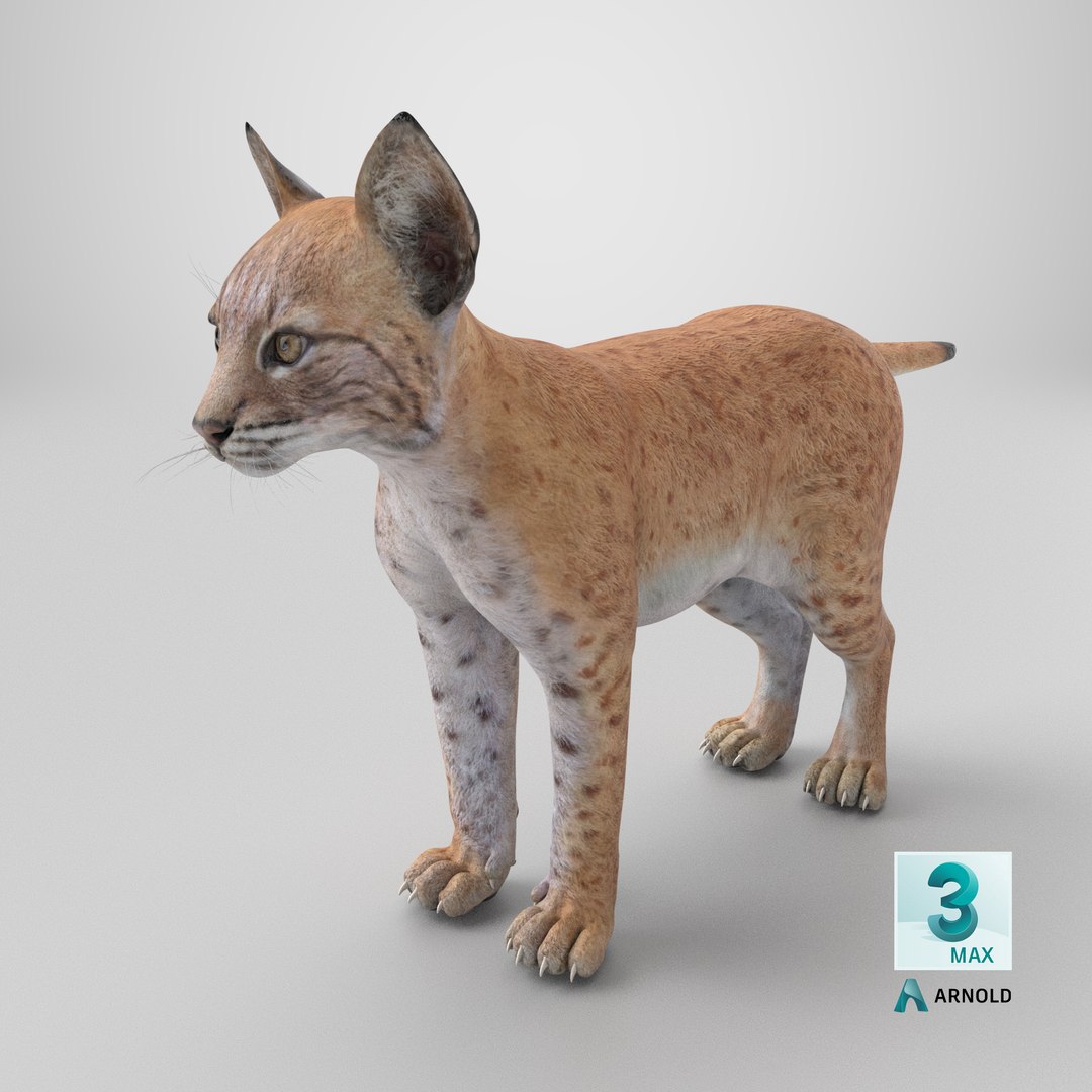 Lynx Cub 3D https://p.turbosquid.com/ts-thumb/Ni/KTDWjG/P5/stemcell_max_arnold_render/png/1744378245/1920x1080/fit_q87/79d4962b6f370009f3a554a59b83e949a37a4ae5/stemcell_max_arnold_render.jpg
