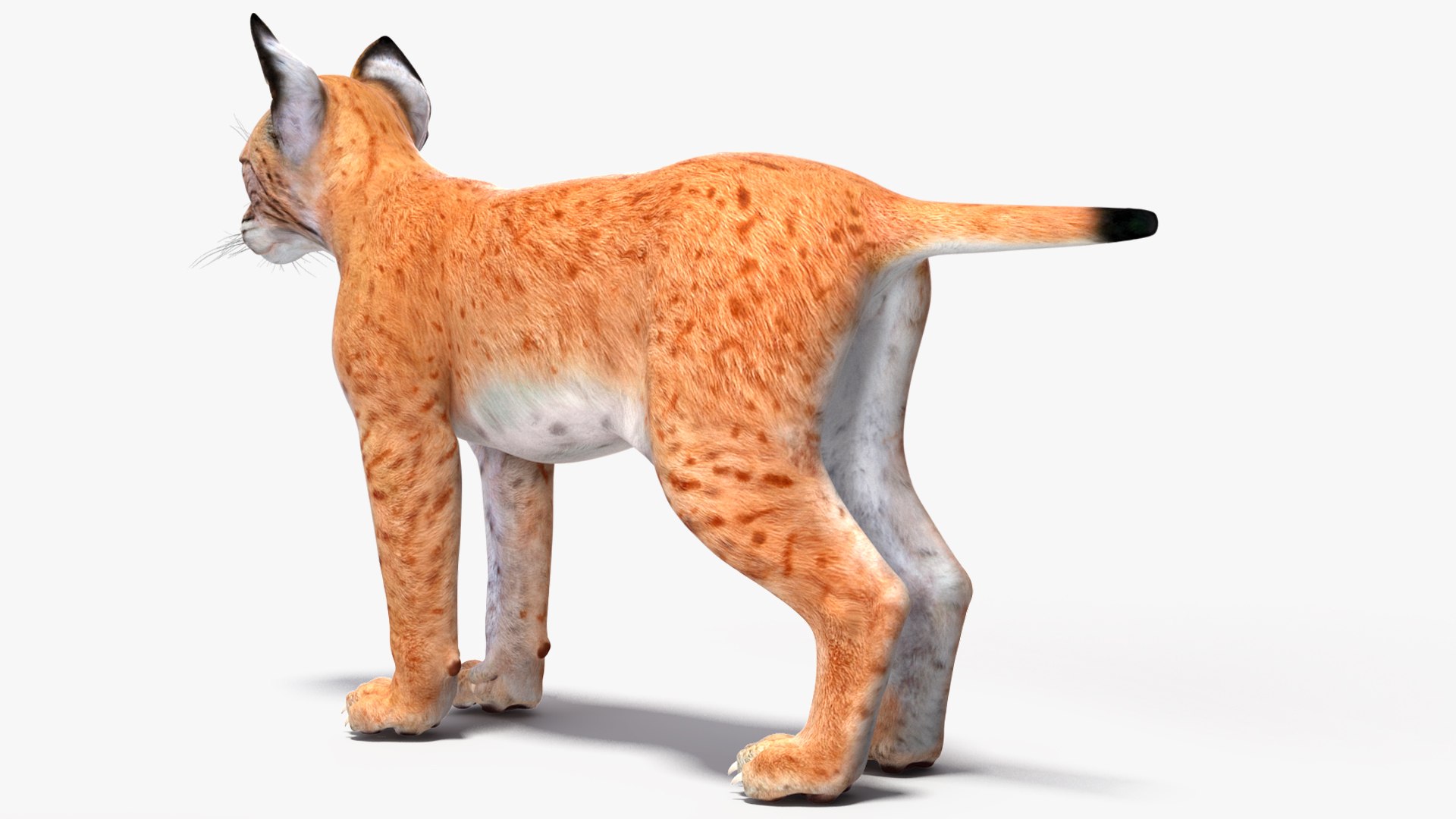 Lynx Cub 3D https://p.turbosquid.com/ts-thumb/Ni/KTDWjG/Q0/lynx_cub_007/jpg/1740006979/1920x1080/fit_q87/c2b2592cfd51f7d7bff6398ea78021d6026d6343/lynx_cub_007.jpg