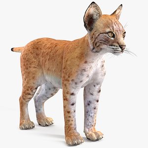 Lynx Cub
