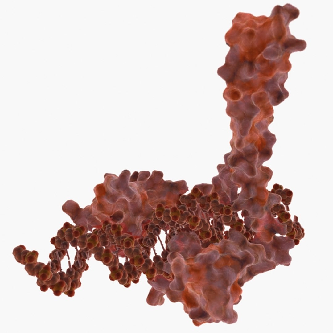 Enhanceosome Protein Organic Max