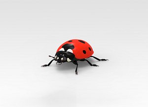 Ladybug