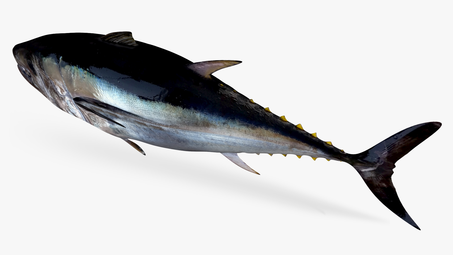 Pacific bluefin tuna 3D model TurboSquid 1692335