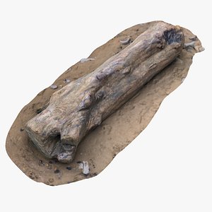 tree trunk shore 2 3D model