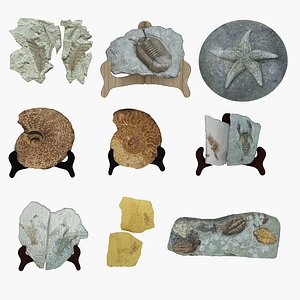 Fossil Ornaments